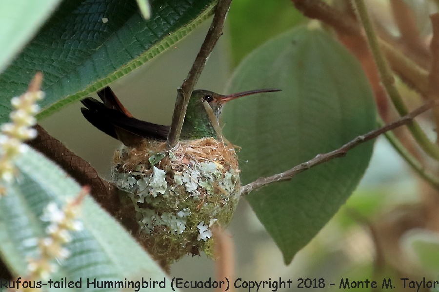 Rufous-tailed Hummingbird -November- (Alambi, Ecuador)