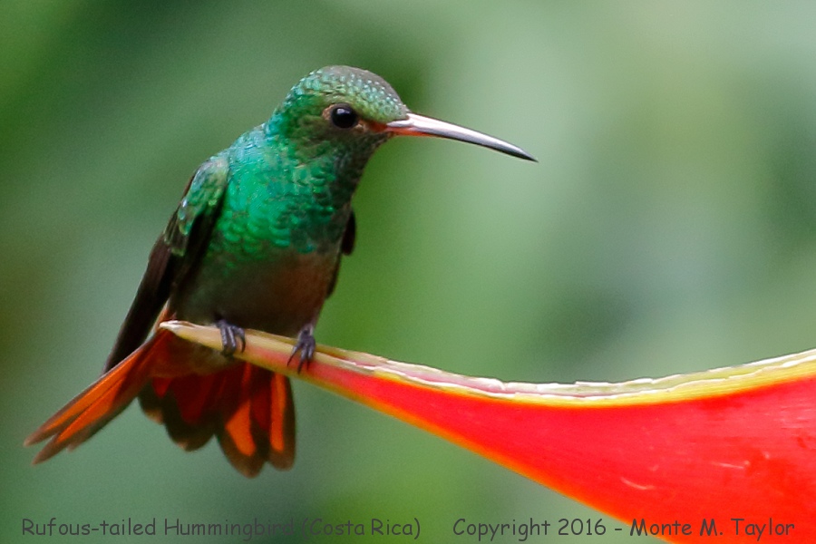 Rufous-tailed Hummingbird -winter- (Selva Verde, Costa Rica)