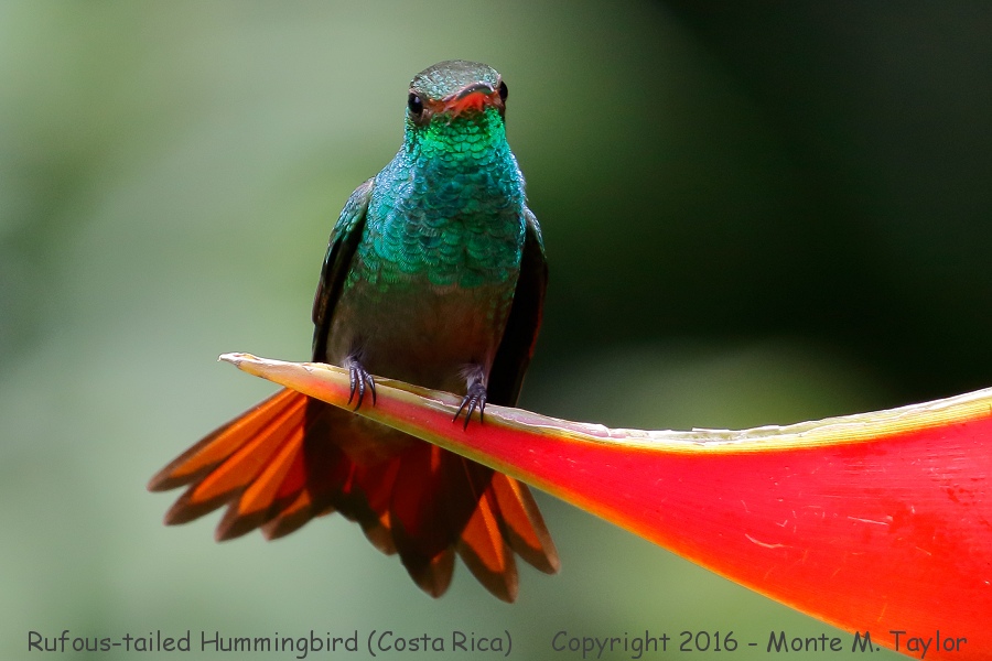 Rufous-tailed Hummingbird -winter- (Selva Verde, Costa Rica)