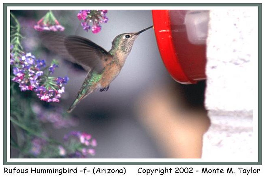 Rufous Hummingbird -spring female- (Arizona)