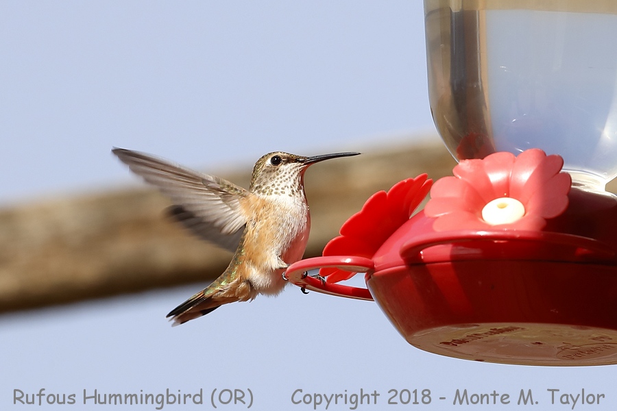 Rufous Hummingbird -summer female- (Oregon)
