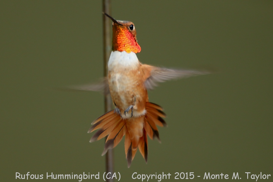 Rufous Hummingbird -spring male- (California)
