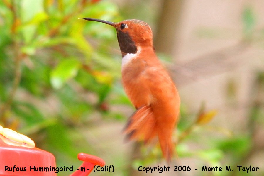 Rufous Hummingbird -spring male- (California)