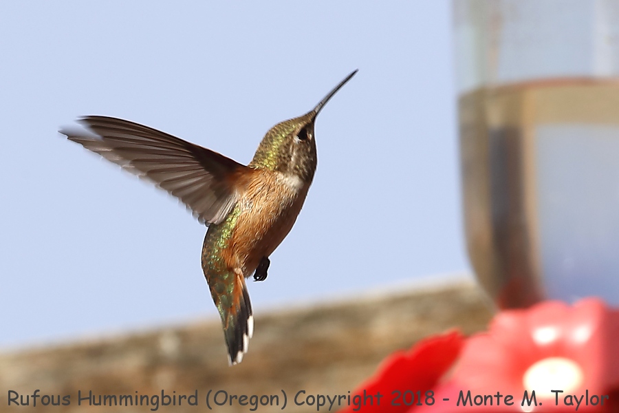 Rufous Hummingbird -summer- (Oregon)