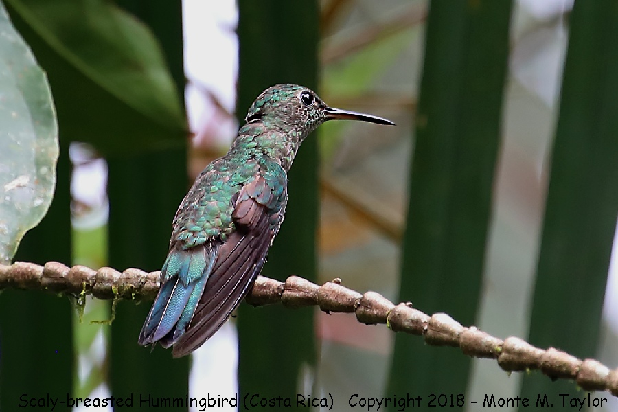 Scaly-breasted Hummingbird -winter- (Selva Verde, Costa Rica)
