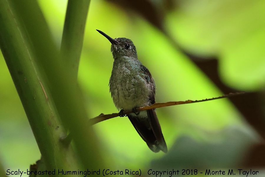 Scaly-breasted Hummingbird -winter- (Selva Verde, Costa Rica)