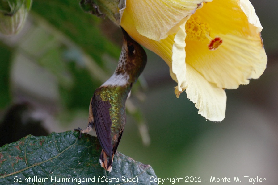 Scintillant Hummingbird -winter female- (Savegre, Costa Rica)