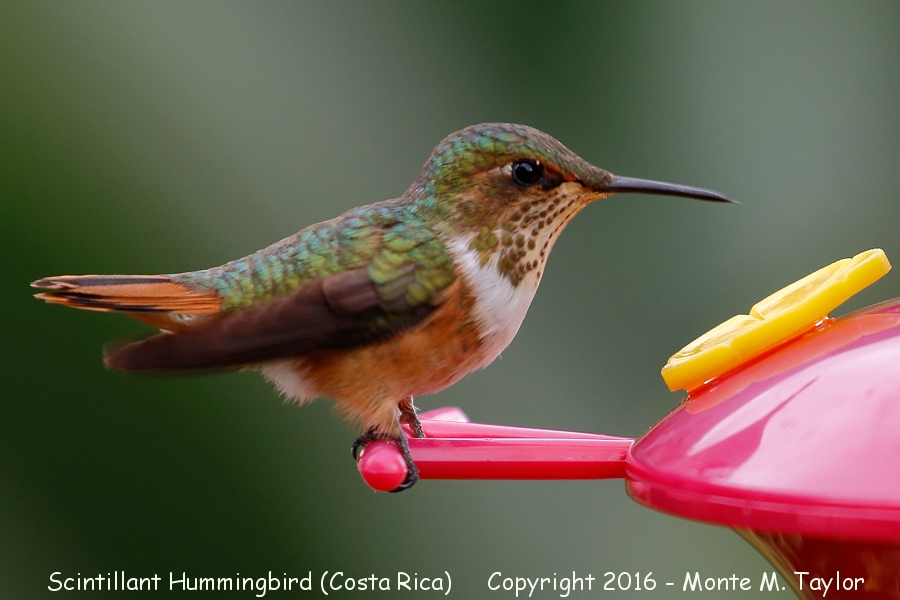 Scintillant Hummingbird -winter female- (Savegre, Costa Rica)
