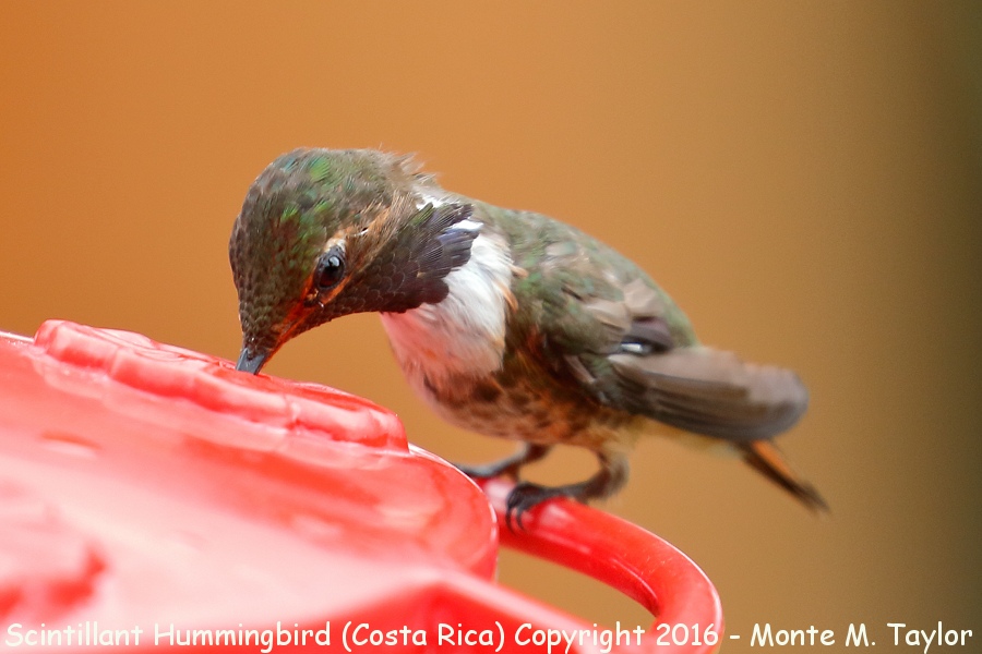 Scintillant Hummingbird -winter male- (Savegre, Costa Rica)