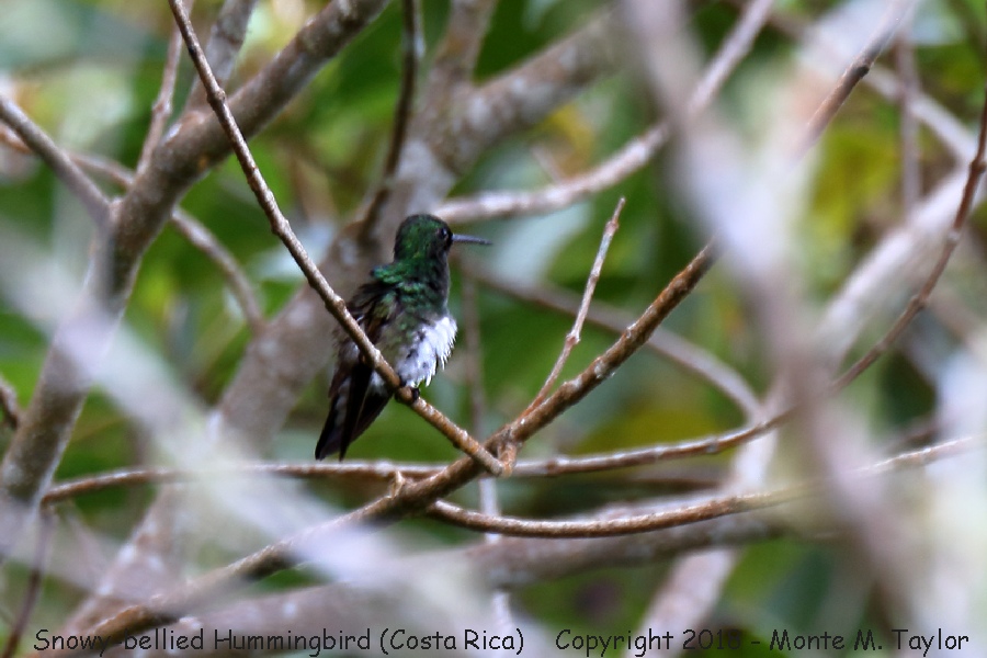 Snowy-bellied Hummingbird -winter- (Costa Rica)