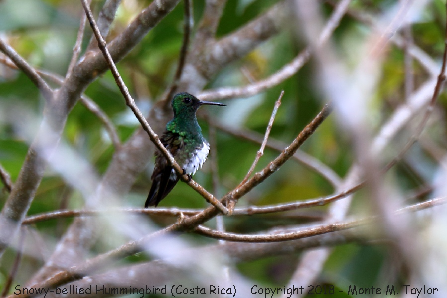 Snowy-bellied Hummingbird -winter- (Costa Rica)
