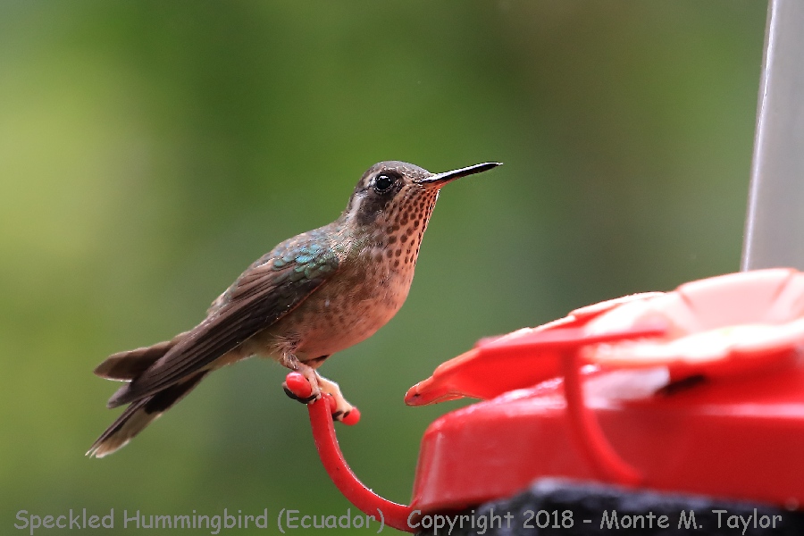 Speckled Hummingbird -November- (Bellavista, Ecuador)