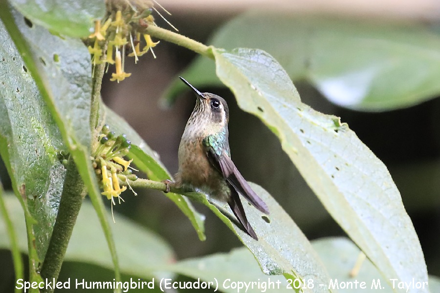 Speckled Hummingbird -November- (Guango Lodge, Ecuador)
