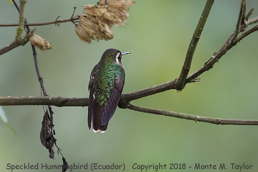 Speckled Hummingbird -November- (Paz Reserve, Ecuador)