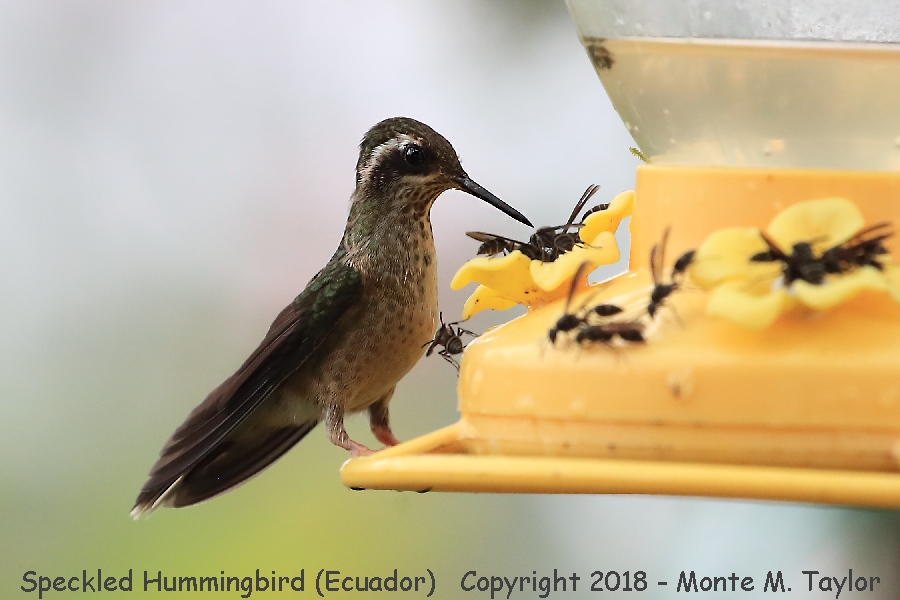 Speckled Hummingbird -November- (Paz Reserve, Ecuador)