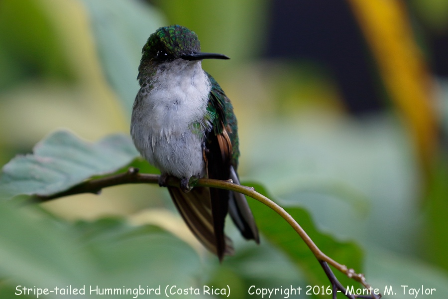 Stripe-tailed Hummingbird -winter female- (Savegre, Costa Rica)