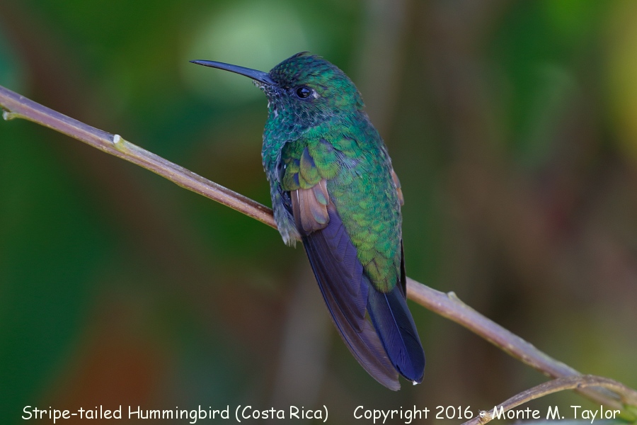 Stripe-tailed Hummingbird -winter male- (Savegre, Costa Rica)