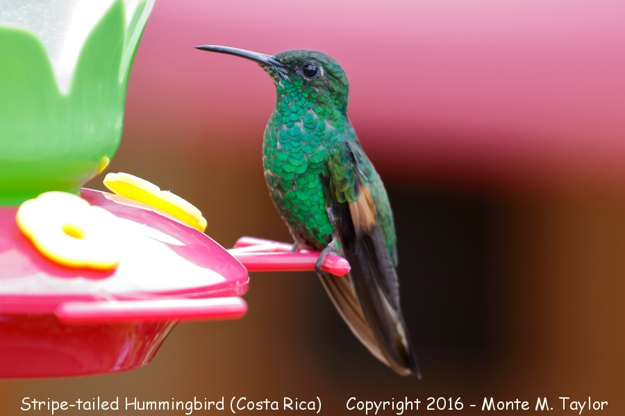 Stripe-tailed Hummingbird -winter male- (Savegre, Costa Rica)