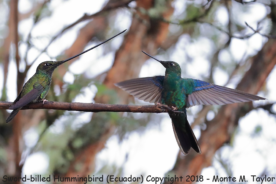Sword-billed Hummingbird with Great Sapphirewing -November- (Yanacocha, Ecuador)