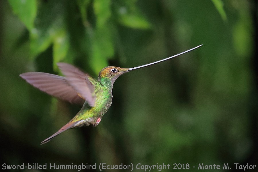 Sword-billed Hummingbird -November- (Guango Lodge, Ecuador)