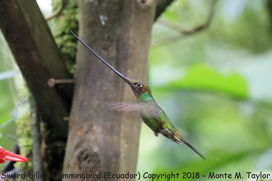 Sword-billed Hummingbird -November- (Guango Lodge, Ecuador)