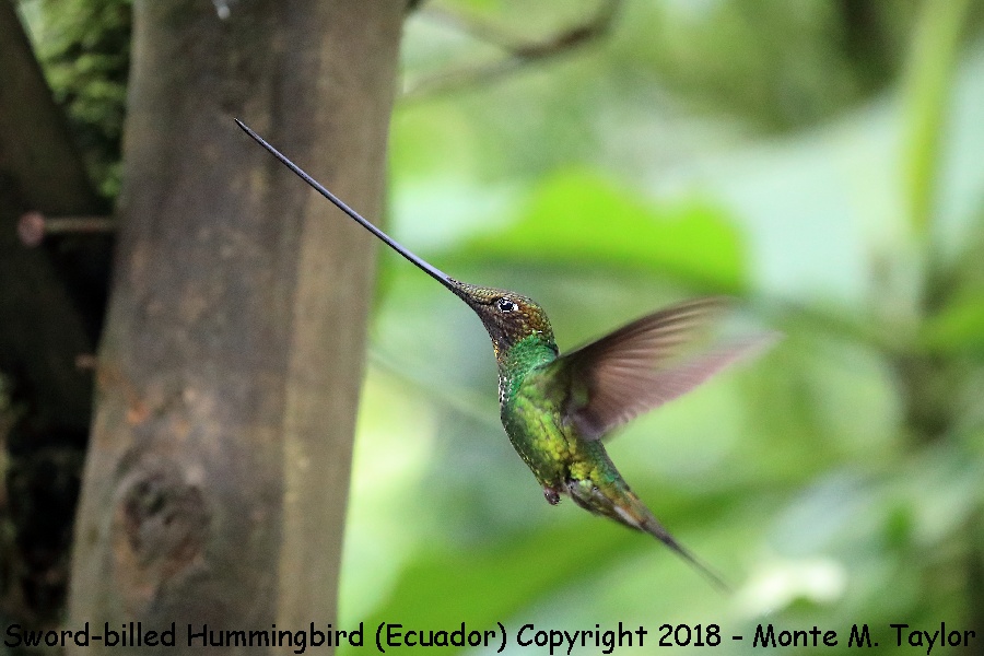 Sword-billed Hummingbird -November- (Guango Lodge, Ecuador)