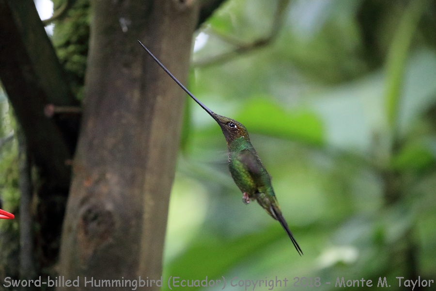 Sword-billed Hummingbird -November- (Guango Lodge, Ecuador)