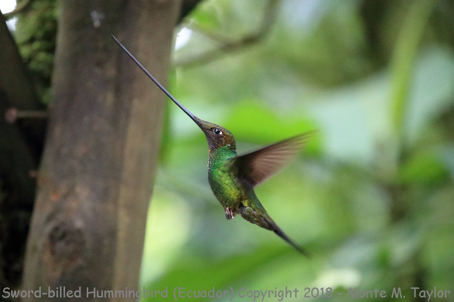 Sword-billed Hummingbird -November- (Guango Lodge, Ecuador)