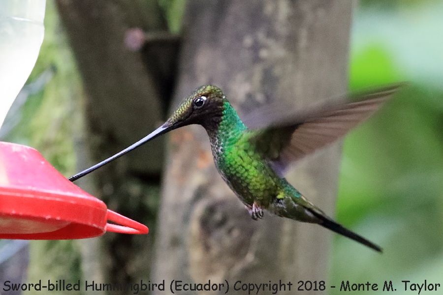 Sword-billed Hummingbird -November- (Guango Lodge, Ecuador)