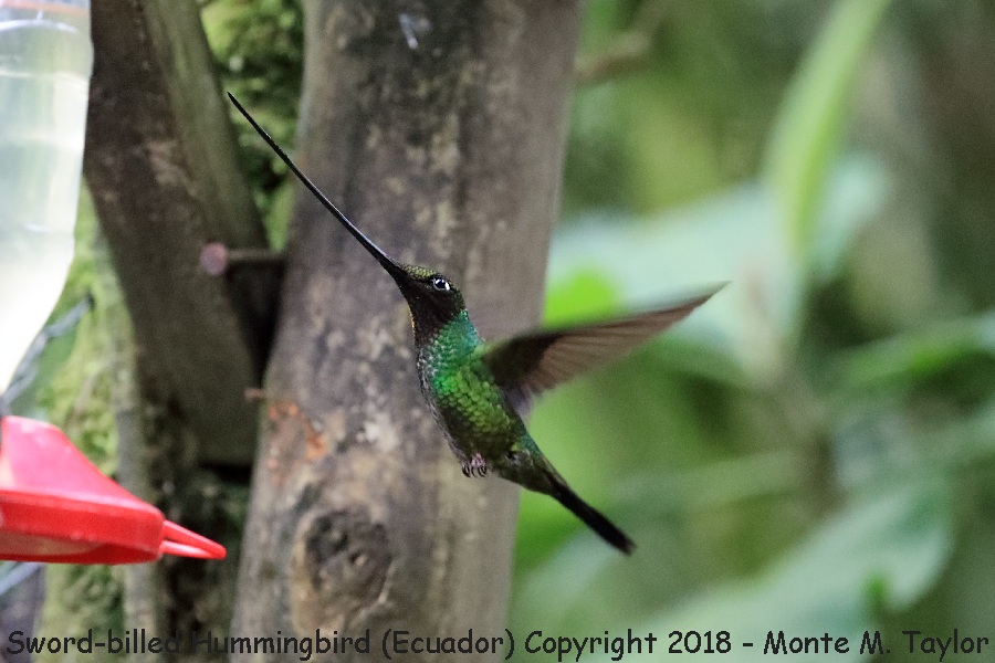 Sword-billed Hummingbird -November- (Guango Lodge, Ecuador)