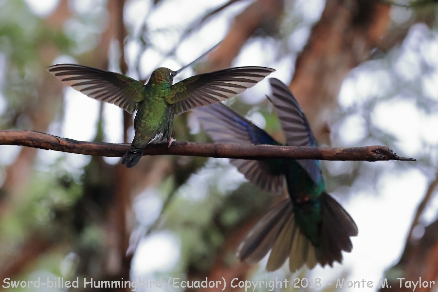 Sword-billed Hummingbird -November- (Yanacocha, Ecuador)