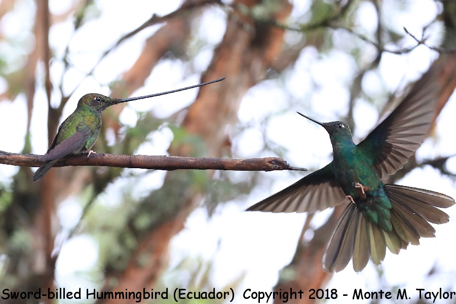 Sword-billed Hummingbird with Great Sapphirewing -November- (Yanacocha, Ecuador)