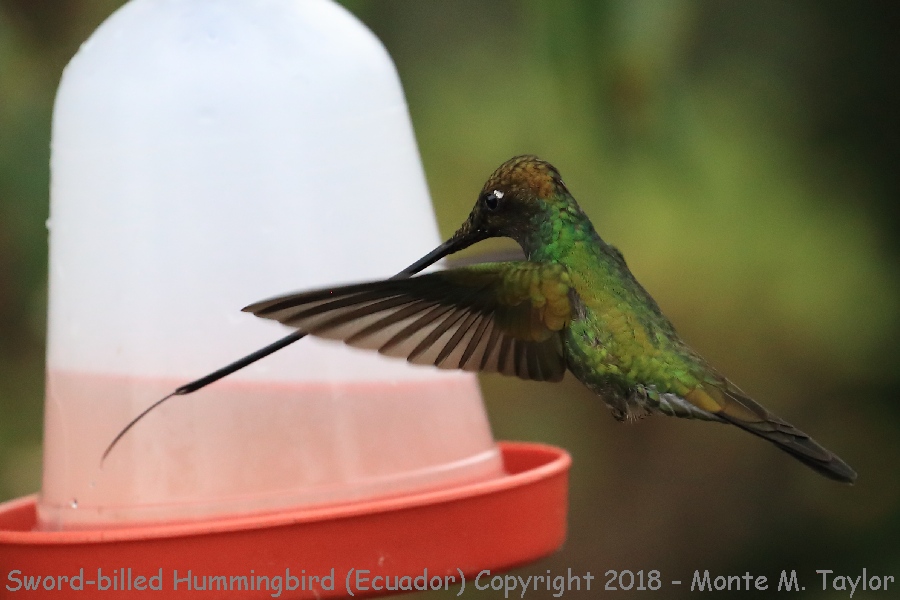 Sword-billed Hummingbird -November- (Yanacocha, Ecuador)