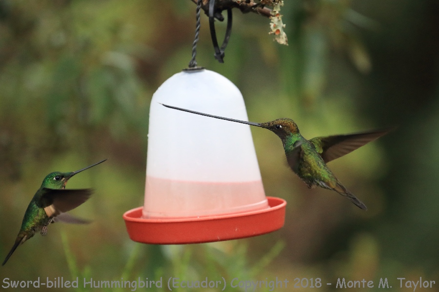 Sword-billed Hummingbird -November- (Yanacocha, Ecuador)