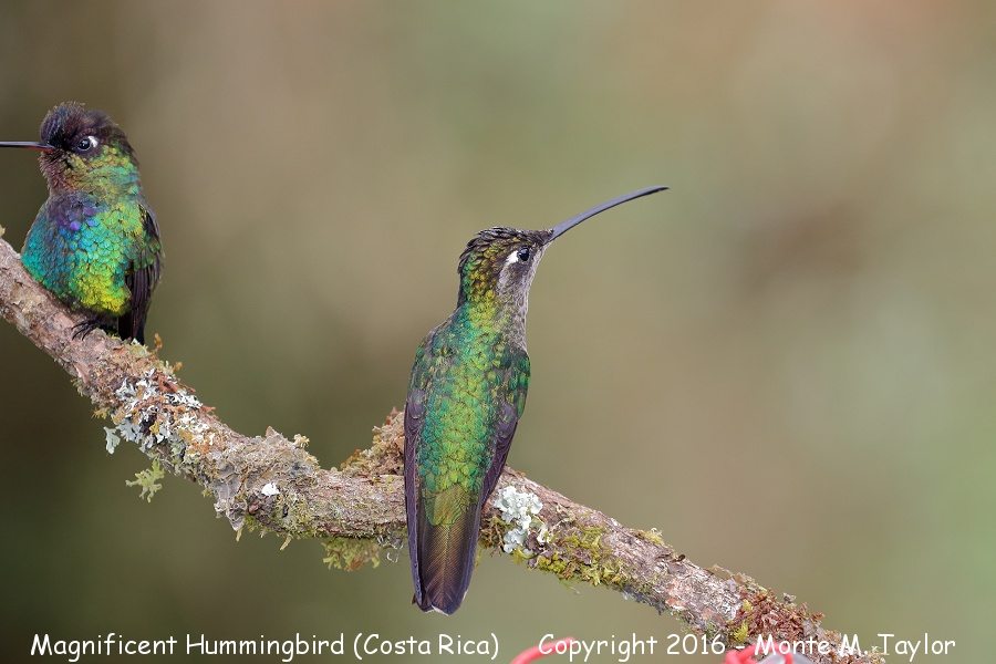 Talamanca Hummingbird -winter female- (San Gerardo de Dota, Costa Rica)