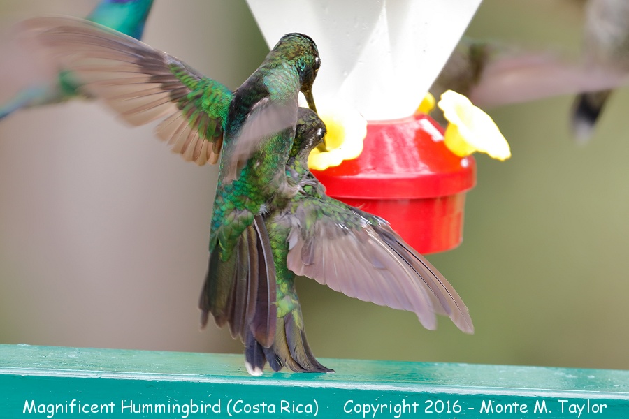 Talamanca Hummingbird -winter male and female mating- (San Gerardo de Dota, Costa Rica)