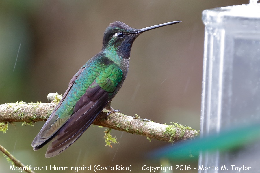 Talamanca Hummingbird -winter male- (San Gerardo de Dota, Costa Rica)