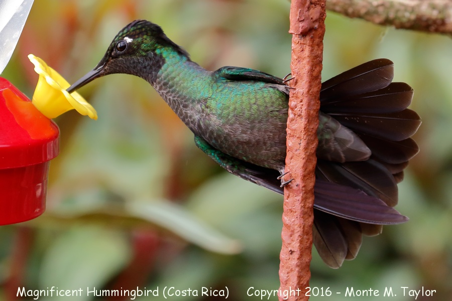 Talamanca Hummingbird -winter male- (San Gerardo de Dota, Costa Rica)