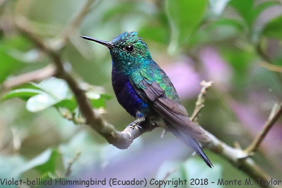 Violet-bellied Hummingbird -November Male- (Alambi, Ecuador)