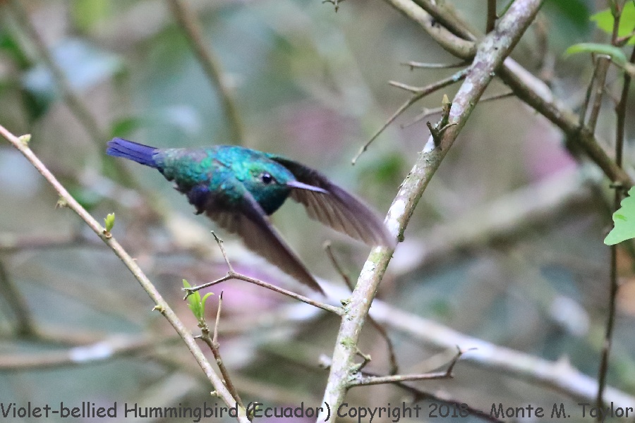 Violet-bellied Hummingbird -November Male- (Alambi, Ecuador)