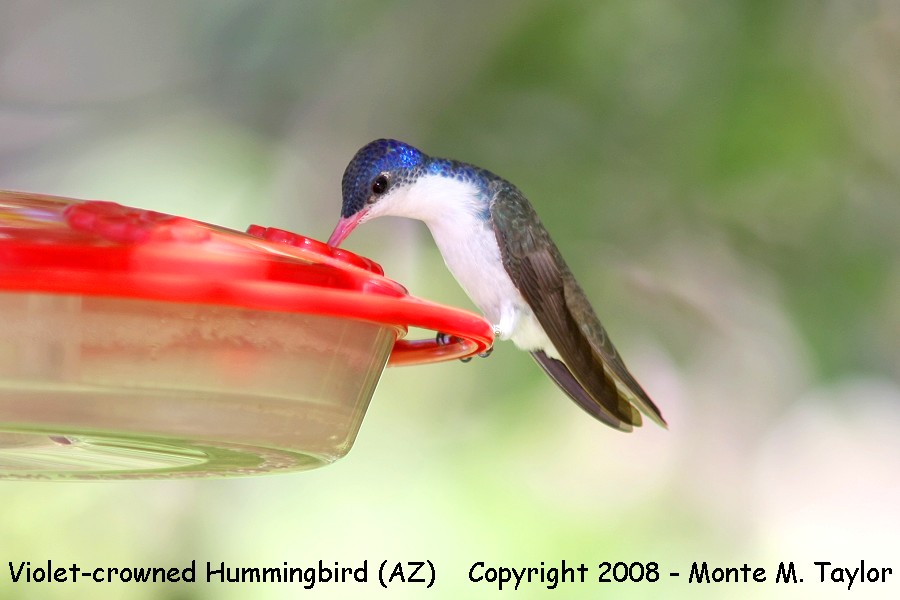 Violet-crowned Hummingbird -spring male- (Arizona)