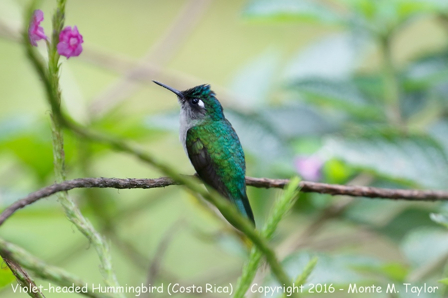 Violet-headed Hummingbird -winter female- (Selva Verde, Costa Rica)