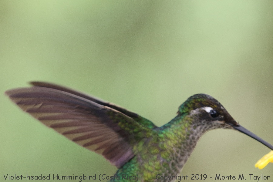 Violet-headed Hummingbird -winter female- (Selva Verde, Costa Rica)