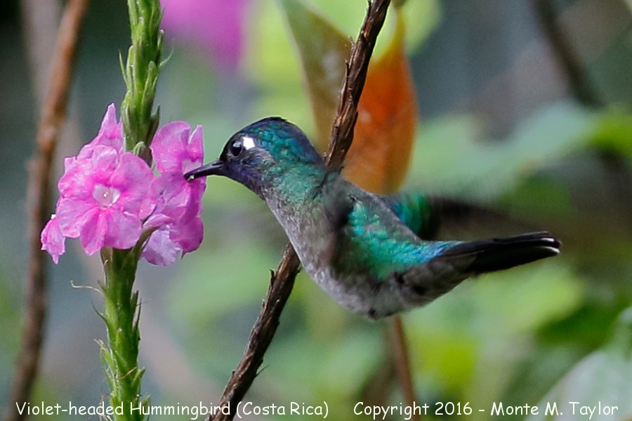 Violet-headed Hummingbird -winter male- (Selva Verde, Costa Rica)
