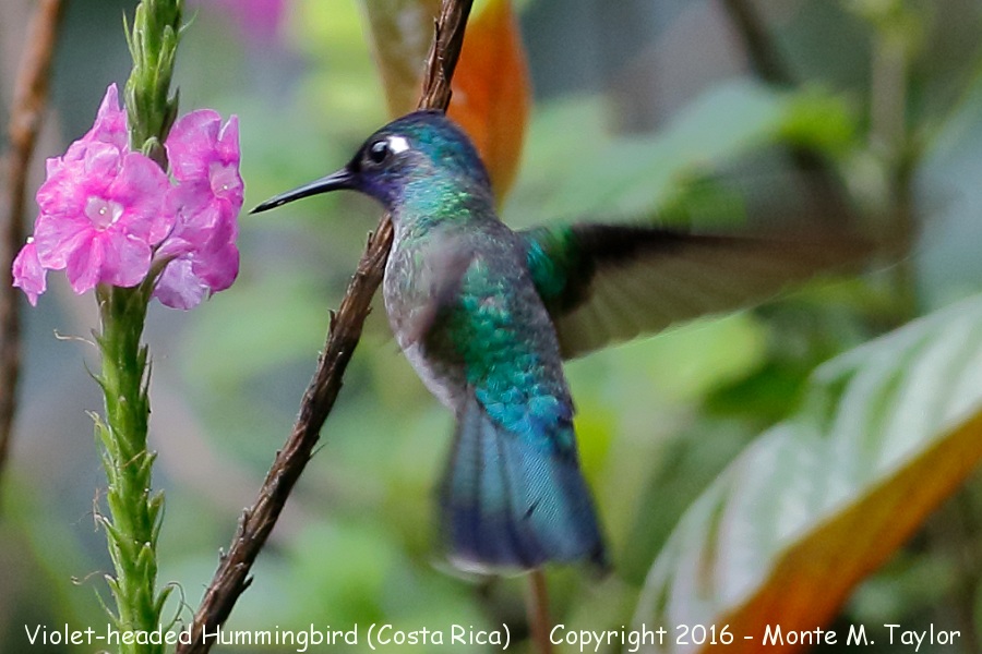 Violet-headed Hummingbird -winter male- (Selva Verde, Costa Rica)