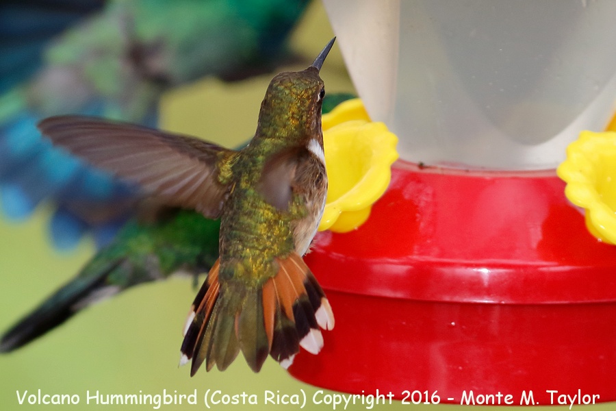 Volcano Hummingbird -winter female- (Savegre, Costa Rica)
