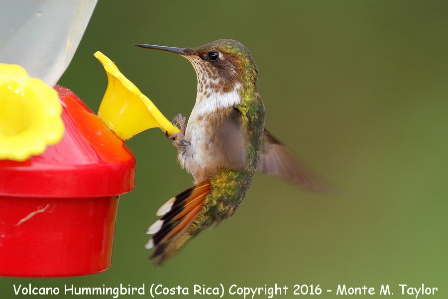 Volcano Hummingbird -winter female- (Savegre, Costa Rica)
