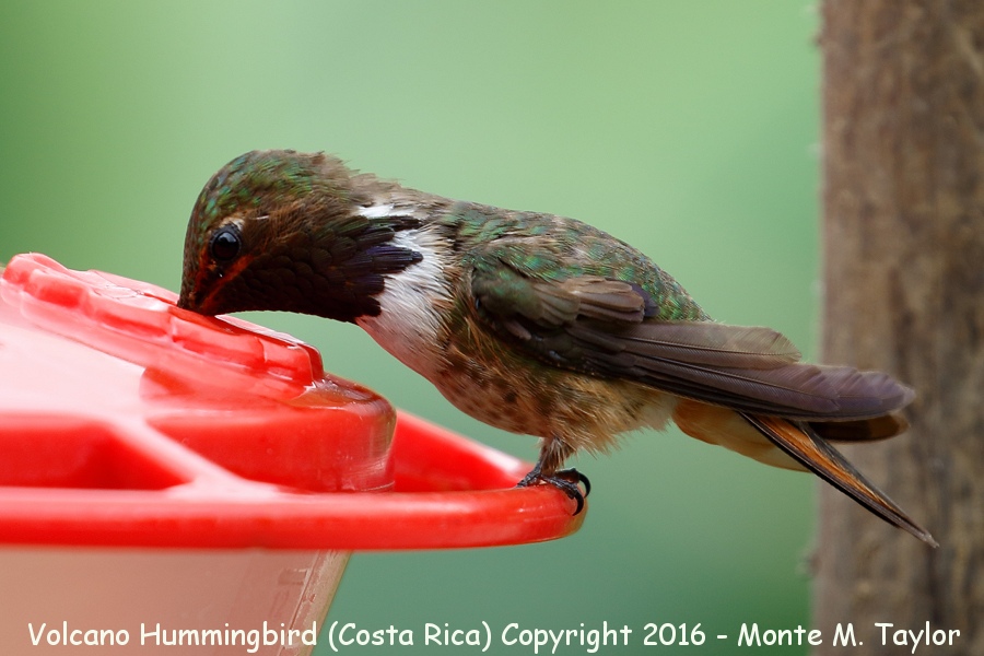 Volcano Hummingbird -winter male- (Savegre, Costa Rica)