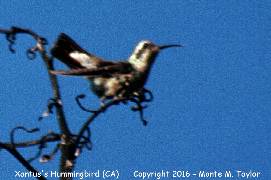Xantus's Hummingbird -Feb, 1988- (Ventura, California)