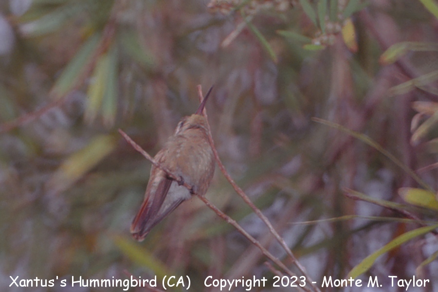 Xantus's Hummingbird -Feb 1st, 1988- (Ventura, California)